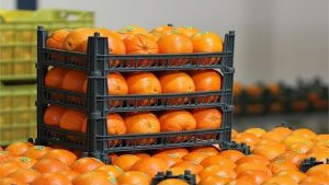 کاهش قیمت میوه در سال جاری