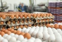 تایید افزایش قیمت تخم مرغ