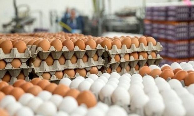 رغبت بیشتر مردم برای خرید تخم مرغ نسبت به مرغ و گوشت