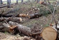 با عاملین قطع درخت برخورد قانونی می شود