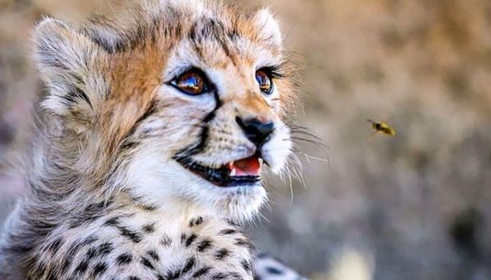 تلاش پزشکان در اتاق عمل بیمارستان دامپزشکی بی‌نتیجه ماند و پیروز در ۱۰ ماهگی بر اثر نارسایی کلیوی جان باخت.