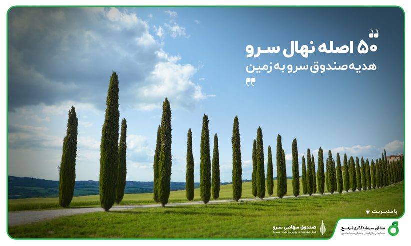 50 اصله نهال سرو در تهران