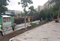 درختان پارک شمس تبریزی  به کلانتر باغی انتقال یافته است