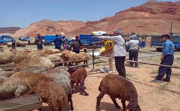 شهروندان تبریزی دام قربانی خود را از کجا خریداری می‌کنند؟