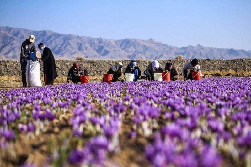 سواستفاده چند هزار میلیارد تومانی یک تولیدکننده