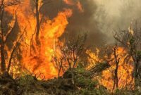 آتش سوزی جنگل طبرسو در مازندران