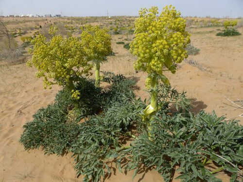 معرفی گیاه آنغوزه یا هینگ