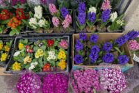قیمت انواع گل و سبزه عید