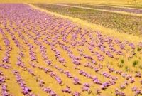 ایران چرا رتبه اول تولید زعفران در جهان را از دست داد؟
