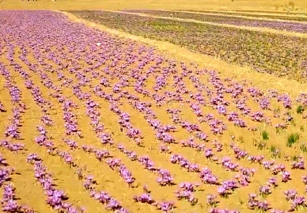 زعفران
