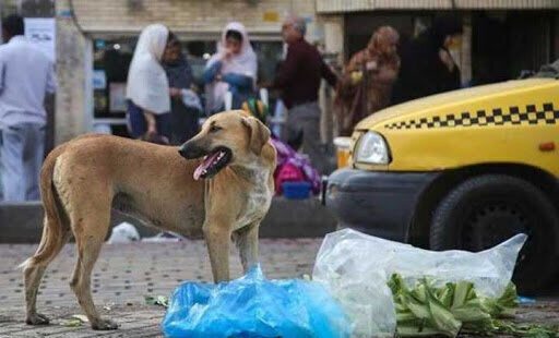 حمله سگ‌های ولگرد به کودکان مازندرانی + عکس