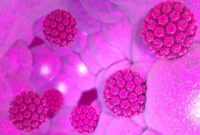 شیوع بیماری HPV تا بالای ۵۰ درصد گزارش شده است