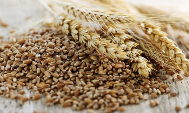 قیمت جدید سبوس گندم اعلام شد