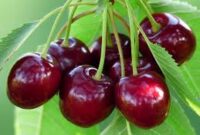 گیلاس نوبرانه با قیمت میلیونی به بازار آمد!