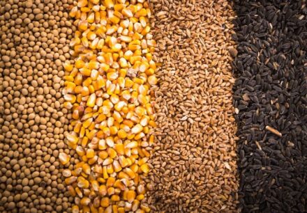 ثبت سفارش واردات جو و ذرت از چه روزی آغاز می‌شود؟