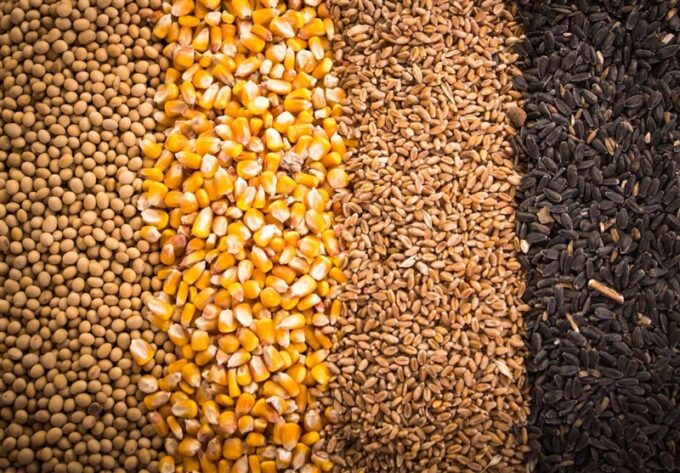 ثبت سفارش واردات جو و ذرت از چه روزی آغاز می‌شود؟