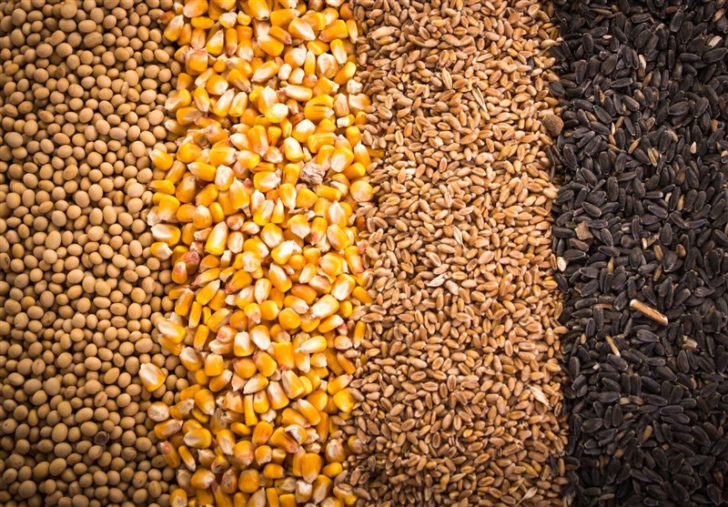 ثبت سفارش واردات جو و ذرت از چه روزی آغاز می‌شود؟