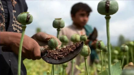 کشت خشخاش در کشور ممنوع است خشخاش